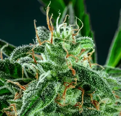 Óleo CBD 16 CBD oil terpenes 1