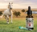 Cavalo branco a correr num campo com suplemento CBD para cavalos EquineX 25% para bem-estar equino