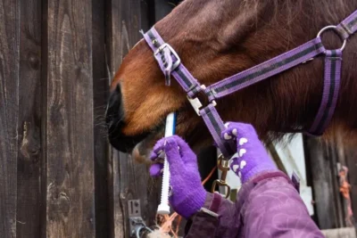 Como administrar CBD para cavalos com seringa doseadora de canabidiol equino