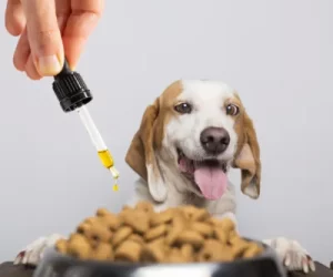 pet cbd pet cbd oil