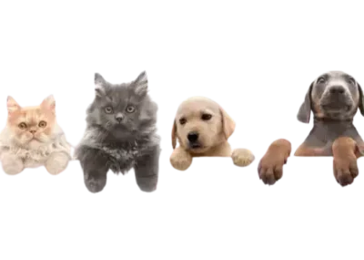 Aceite CBD Mascotas 15 pet oleo cbd