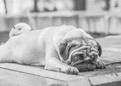Aceite CBD Mascotas 16 pet cbd separation loss